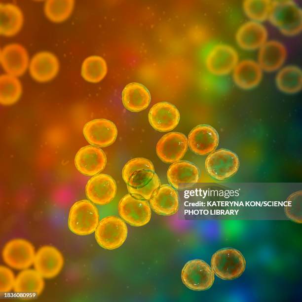 staphylococcus bacteria, illustration - staphylococcus epidermidis stock illustrations