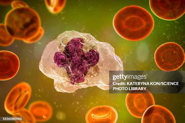 illustrazioni stock, clip art, cartoni animati e icone di tendenza di macrophage, illustration - macrofago