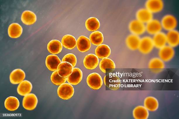 staphylococcus bacteria, illustration - staphylococcus saprophyticus stock illustrations