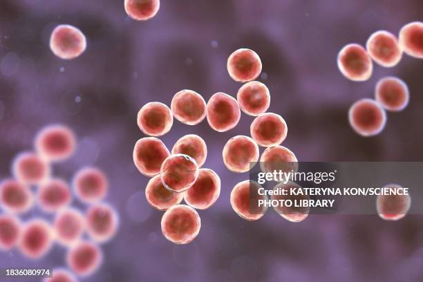 staphylococcus bacteria, illustration - staphylococcus epidermidis stock illustrations