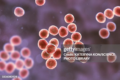 Staphylococcus bacteria, illustration Staphylococcus bacteria, illustration