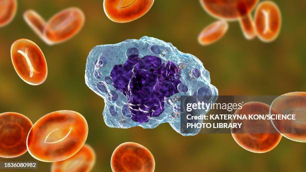 macrophage, illustration - vacuole stock illustrations