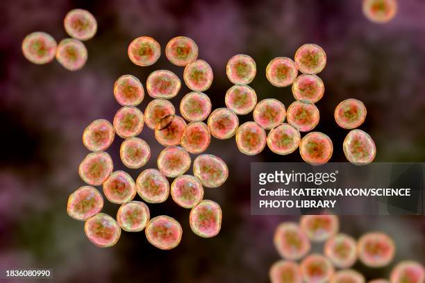 ilustraciones, imágenes clip art, dibujos animados e iconos de stock de staphylococcus bacteria, illustration - estafilococo