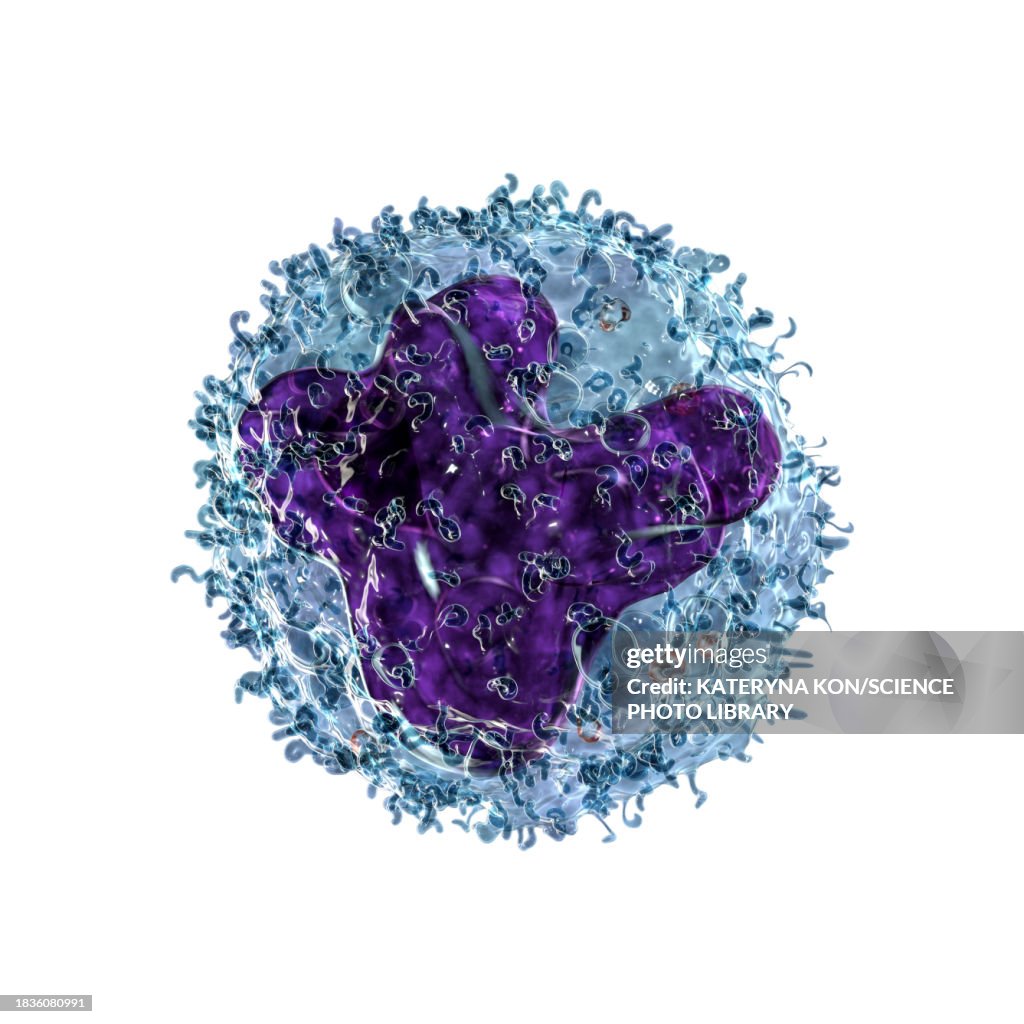 Monocyte Microscope Apr Monocyte Illustration High-Res Vector Graphic - Getty Images