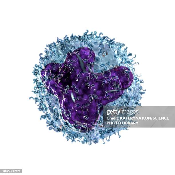 monocyte, illustration - phagocyte stock illustrations