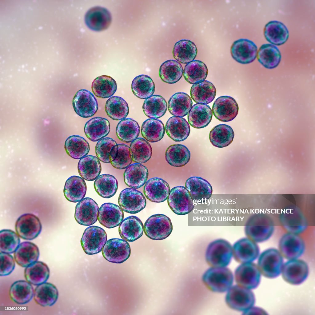Staphylococcus bacteria, illustration