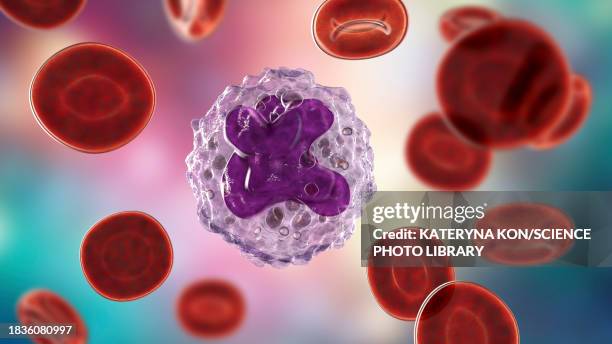 stockillustraties, clipart, cartoons en iconen met monocyte and red blood cells, illustration - macrophage