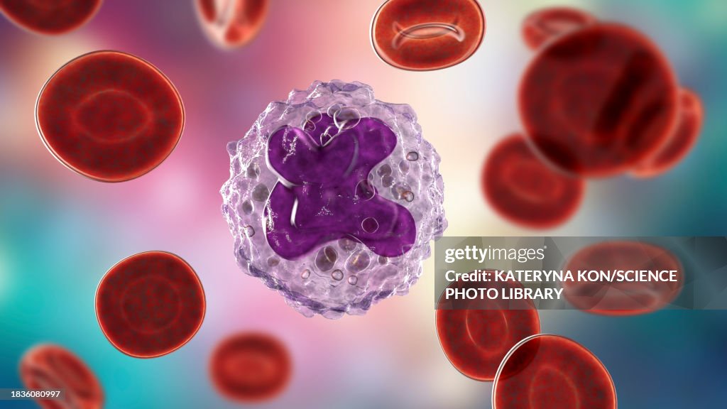 Monocyte Rbc Monocyte And Red Blood Cells Illustration High-Res Vector Graphic ...