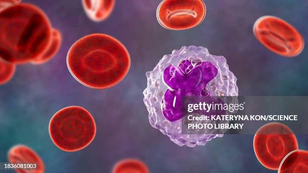 illustrazioni stock, clip art, cartoni animati e icone di tendenza di monocyte and red blood cells, illustration - macrofago