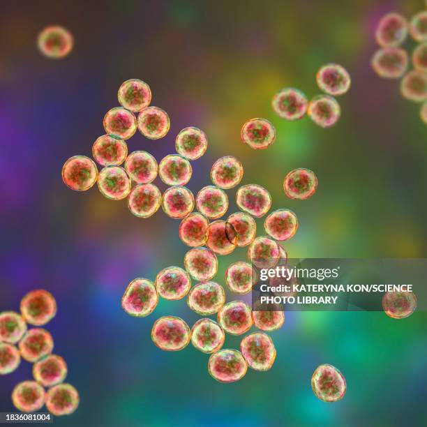 staphylococcus bacteria, illustration - staphylococcus epidermidis stock illustrations