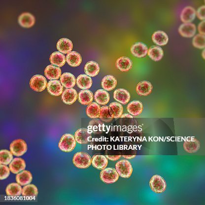 Staphylococcus bacteria, illustration Staphylococcus bacteria, illustration
