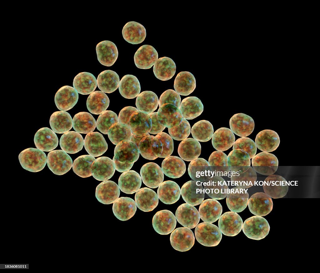 Staphylococcus bacteria, illustration
