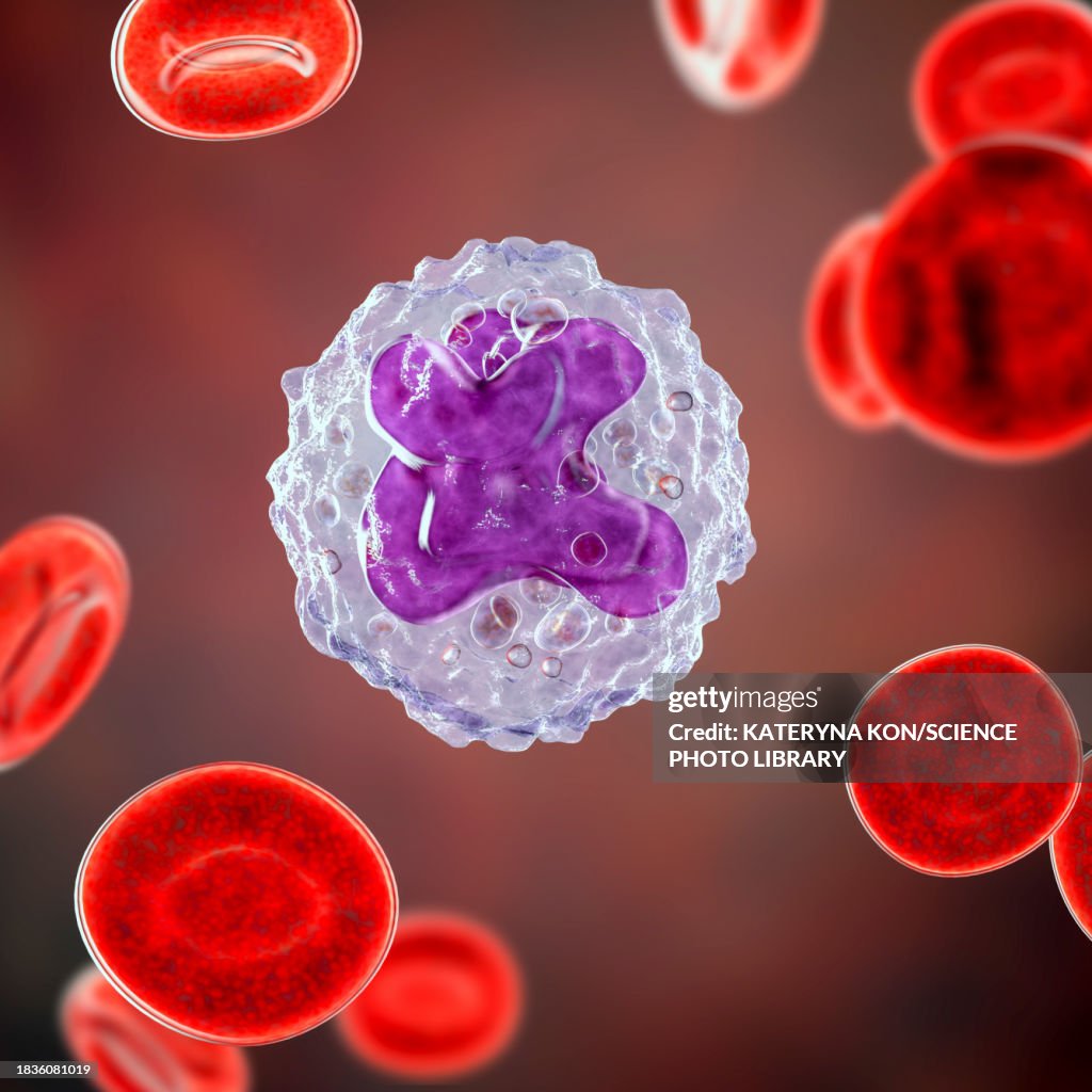 Monocyte Rbc Monocyte And Red Blood Cells Illustration High-Res Vector Graphic ...