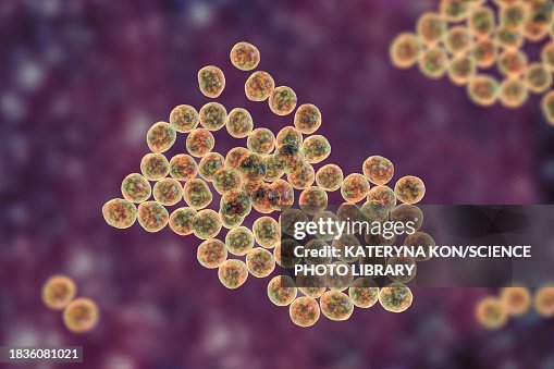 Staphylococcus bacteria, illustration Staphylococcus bacteria, illustration