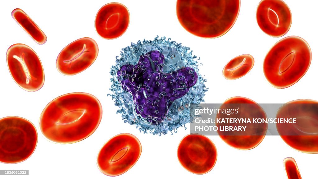 Monocyte Rbc Monocyte And Red Blood Cells Illustration High-Res Vector Graphic ...