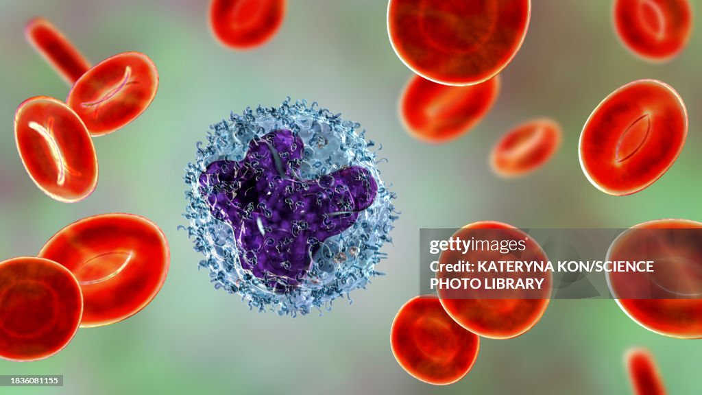 Monocyte Rbc Monocyte And Red Blood Cells Illustration High-Res Vector Graphic ...