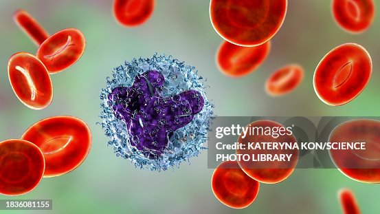 Monocyte Animation Monocyte And Red Blood Cells Illustration High-Res Vector Graphic ...
