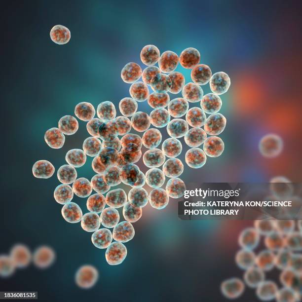staphylococcus bacteria, illustration - staphylococcus epidermidis stock illustrations