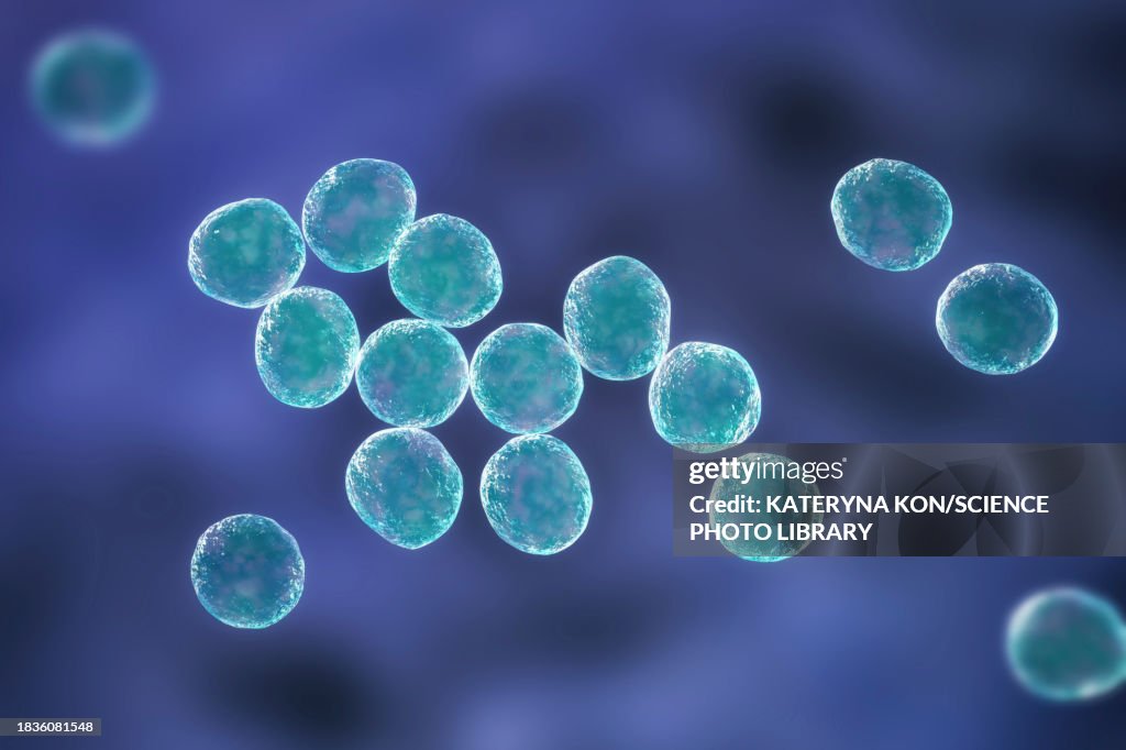 Staphylococcus bacteria, illustration