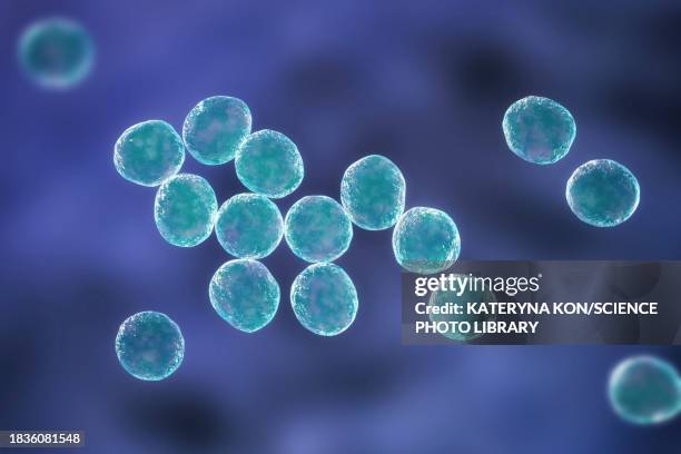 staphylococcus bacteria, illustration - staphylococcus saprophyticus stock illustrations