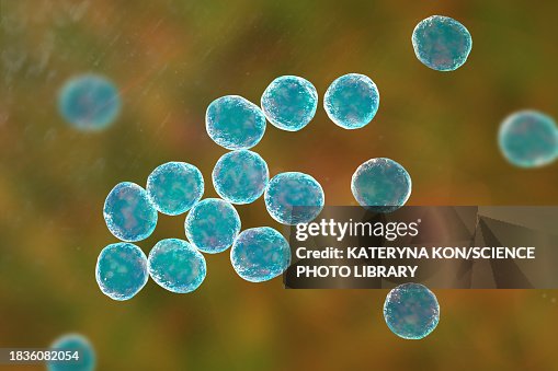 Staphylococcus bacteria, illustration Staphylococcus bacteria, illustration