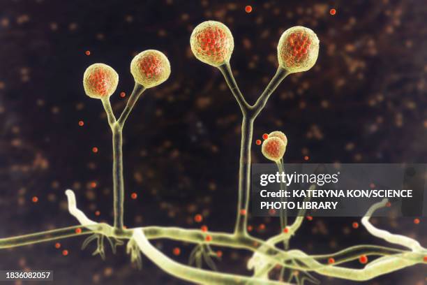 rhizomucor fungi, illustration - compromised immune system stock illustrations