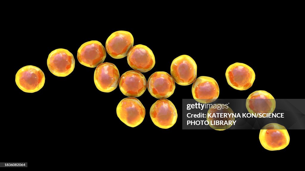 Staphylococcus bacteria, illustration