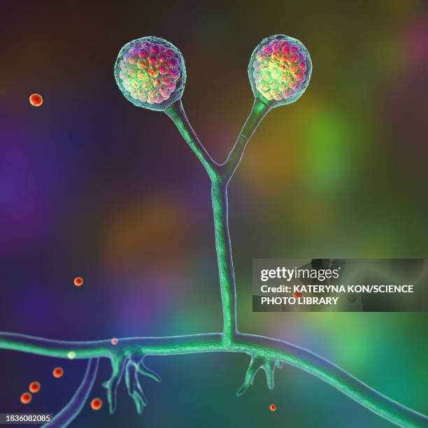rhizomucor fungi, illustration - compromised immune system stock illustrations