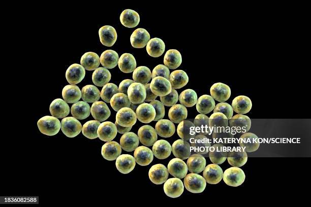staphylococcus bacteria, illustration - staphylococcus epidermidis stock illustrations
