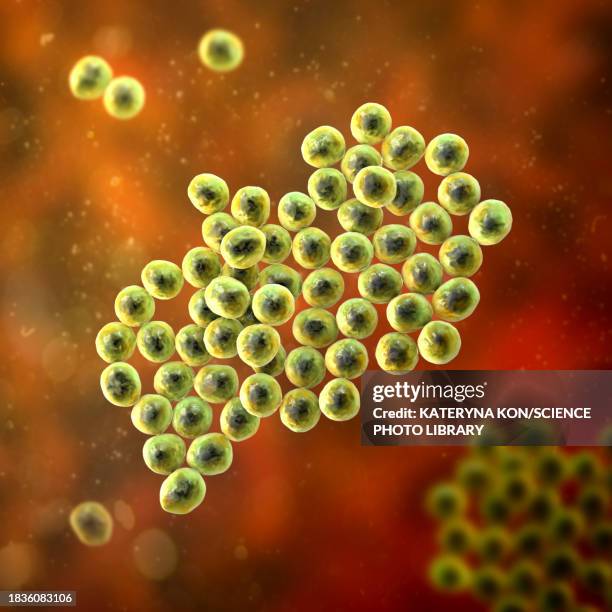 staphylococcus bacteria, illustration - staphylococcus epidermidis stock illustrations