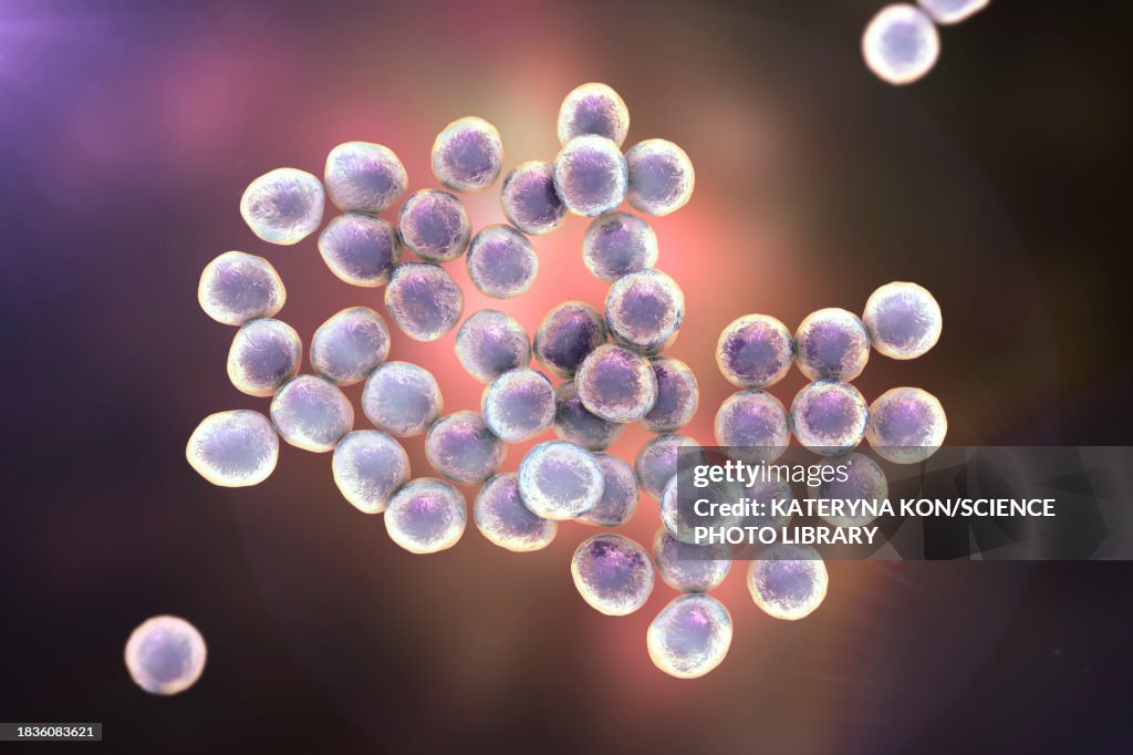 Staphylococcus bacteria, illustration