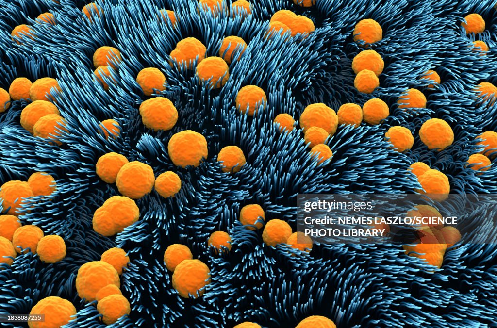 Trachea lining, illustration