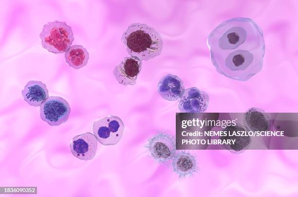 blood cancers, illustration - bone marrow tissue stock illustrations