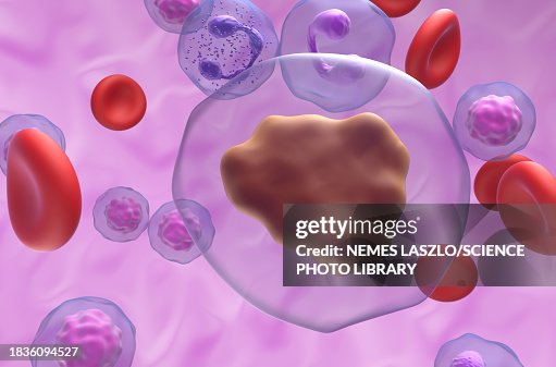 Caffeine molecule, illustration Caffeine molecule, illustration