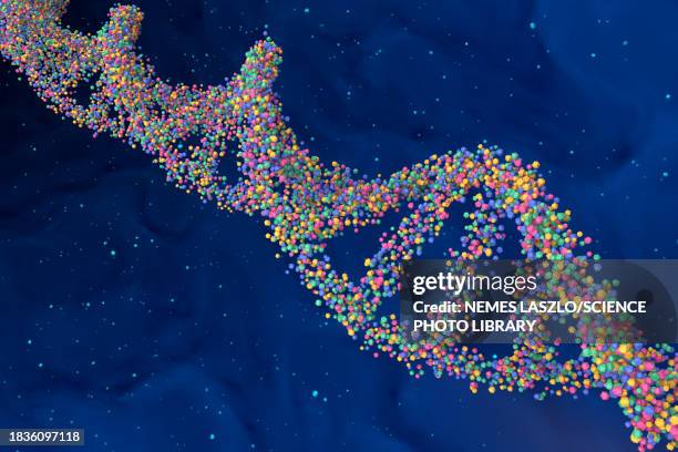 dna molecule, illustration - zucker phosphat rückgrat stock-grafiken, -clipart, -cartoons und -symbole