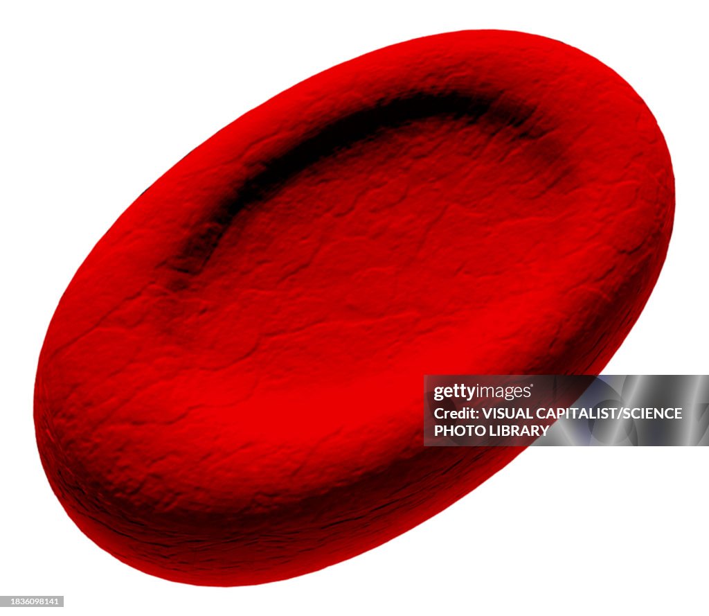 Ovalocyte abnormal red blood cell, illustration
