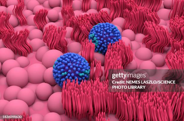 flu viruses on nasal lining, illustration - mucous membrane stock illustrations