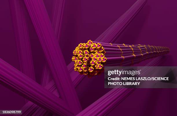 skeletal muscle fibres, illustration - myofibril stock illustrations