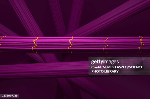 skeletal muscle fibres, illustration - myofibril stock illustrations