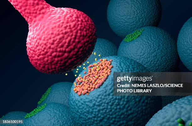 nerve synapse, illustration - neurotransmitter brain stock illustrations