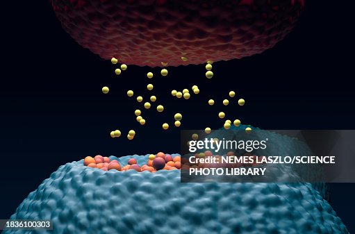 Nerve synapse, illustration Nerve synapse, illustration