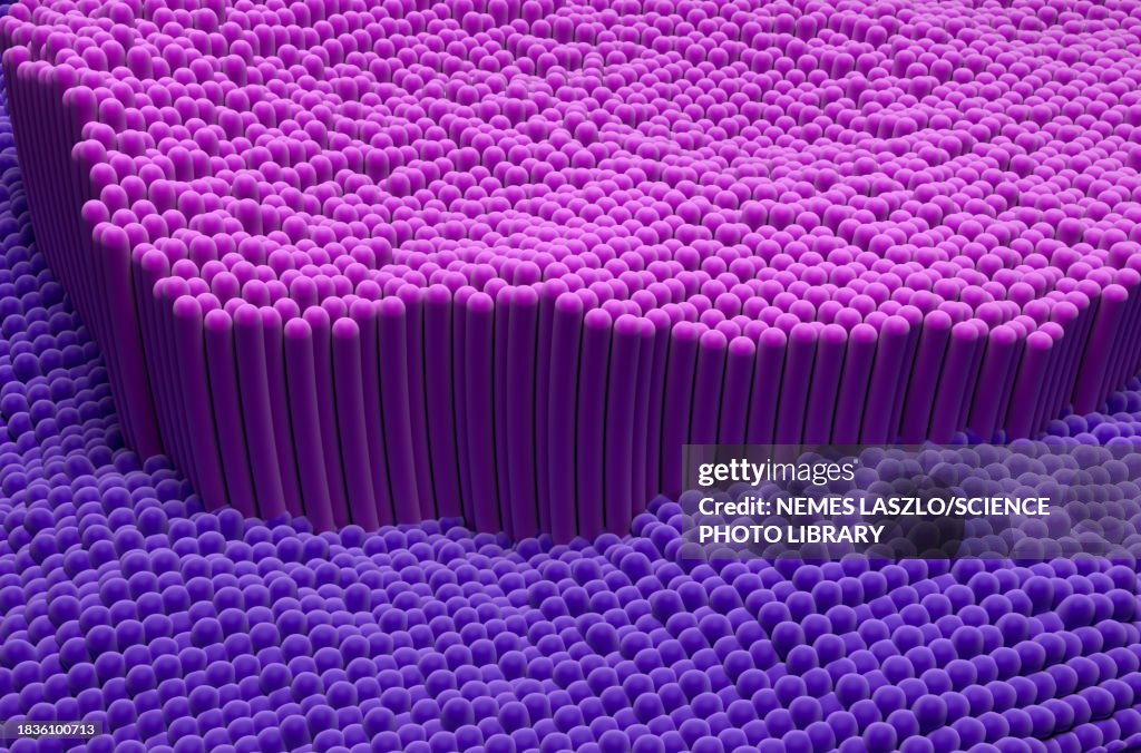 Tendon fibres, illustration