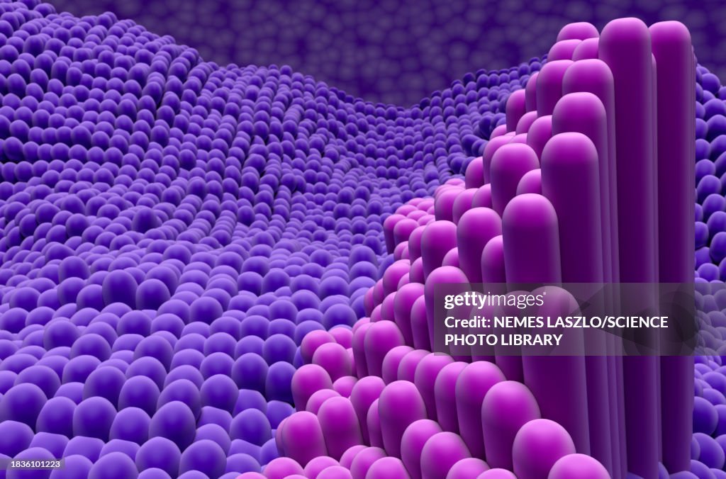 Tendon fibres, illustration