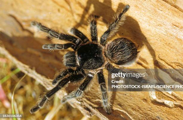 tarantula - venomous stock pictures, royalty-free photos & images