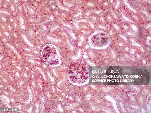 human kidney, light micrograph - immunofluorescentie microfoto stockfoto's en -beelden