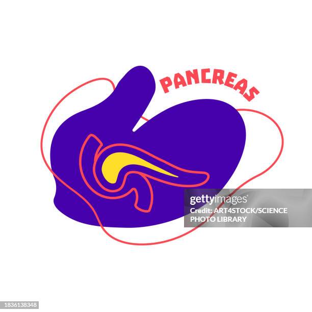 pancreas, conceptual illustration - insulin stock illustrations
