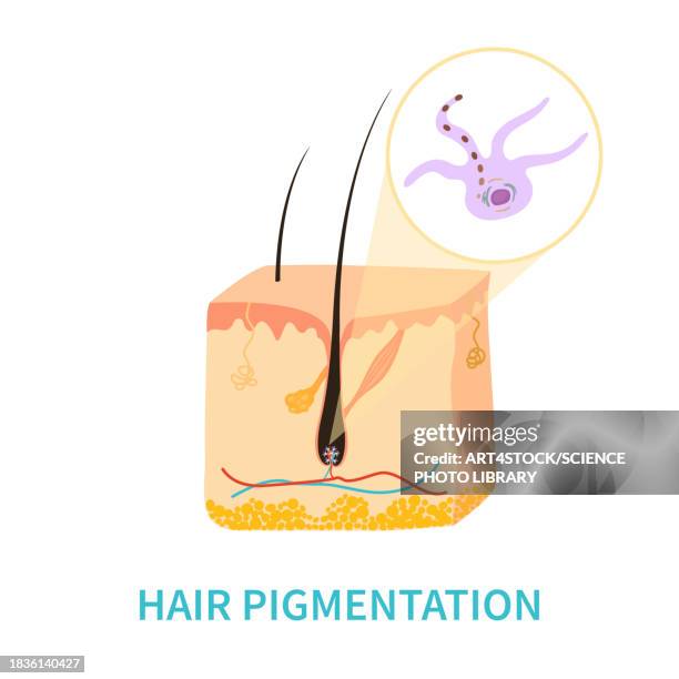 hair colour pigmentation, conceptual illustration - hyperpigmentation stock illustrations