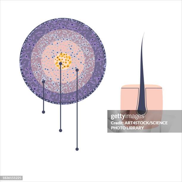 human hair, conceptual illustration - human skin close up stock illustrations