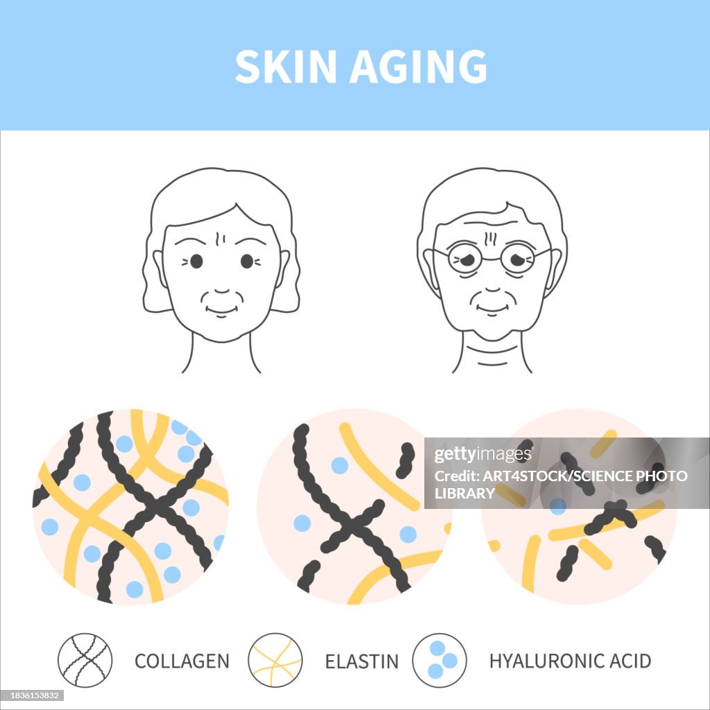 Skin aging, conceptual illustration