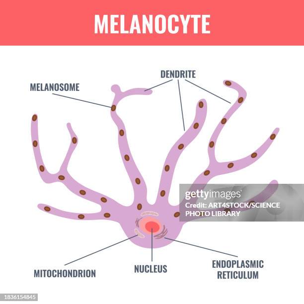 melanocyte, conceptual illustration - hyperpigmentation stock illustrations